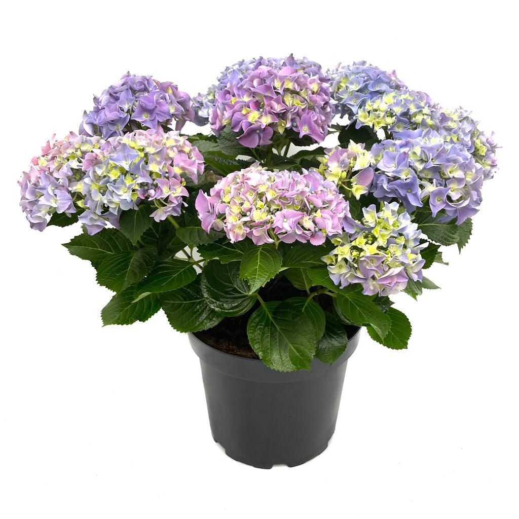 Potted Hydrangea 10in