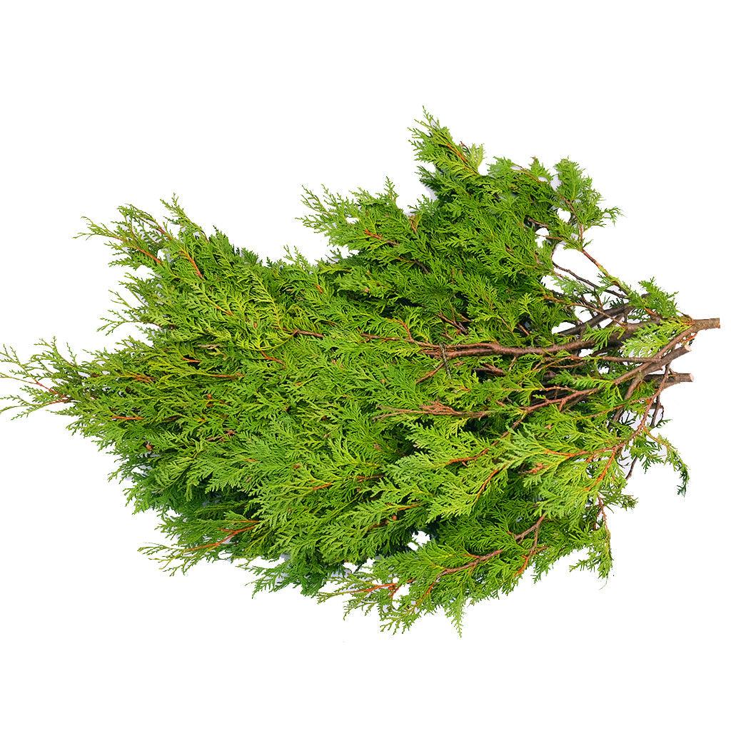 Introducing the Cedar Ontario Bough, a 4lb bundle of natural beauty, harvested with care in the heart of Ontario. These boughs are your canvas for creating the perfect outdoor décor, infusing your space with the essence of the region&#39;s landscape.