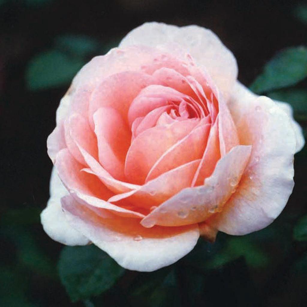 A well-rounded, vigorous shrub bearing very large, cup-shaped flowers in shades of apricot and yellow, becoming coral-pink as they age. It has a rich, fruity fragrance with a refreshing sharpness.