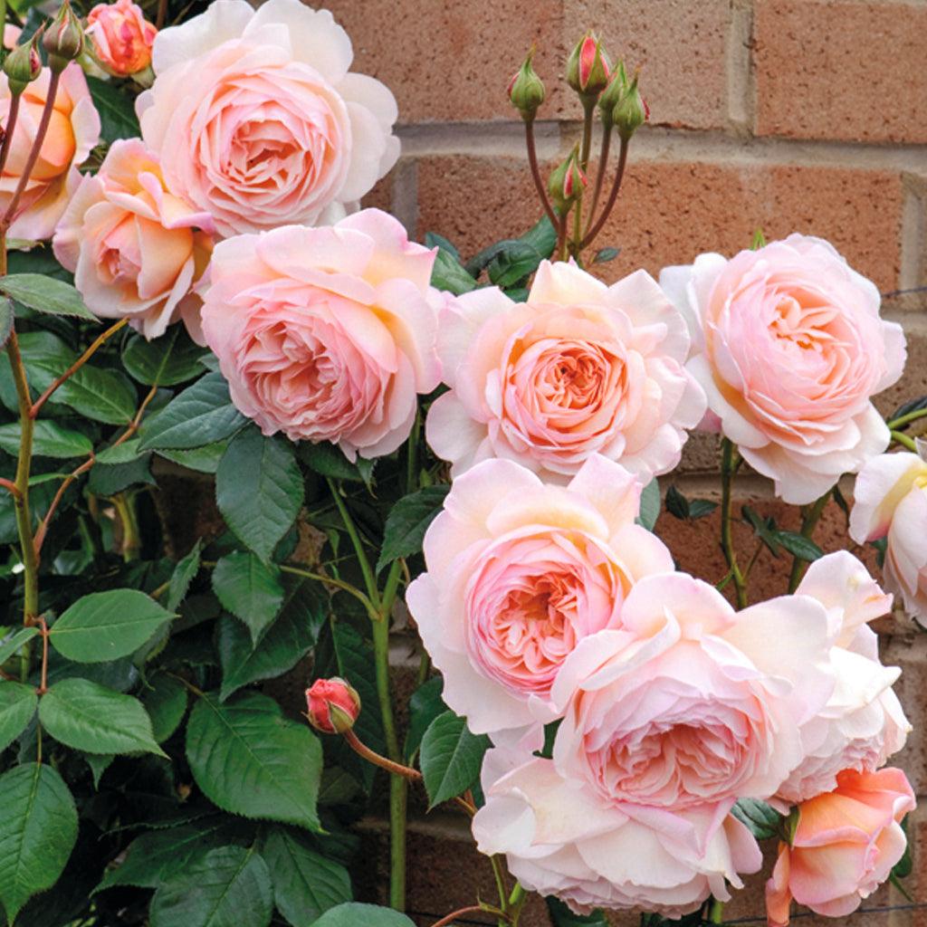  Large, perfectly formed, slightly cupped, light peach-pink rosettes, with a lovely fruity Tea fragrance.