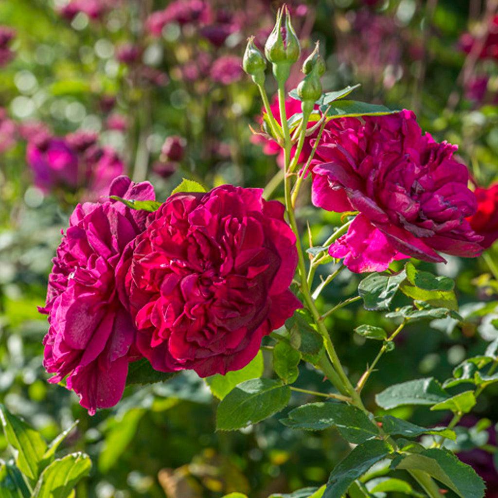 When young, the outer petals of each bloom form a perfect ring around an inner cup, gradually opening out to form a perfect, medium sized rosette. The color is a deep, rich crimson-pink, taking on a tinge of mauve just before the petals drop. There is a light-medium fruity scent. It forms a compact shrub with attractive bushy growth. Named after the highly acclaimed ballerina.