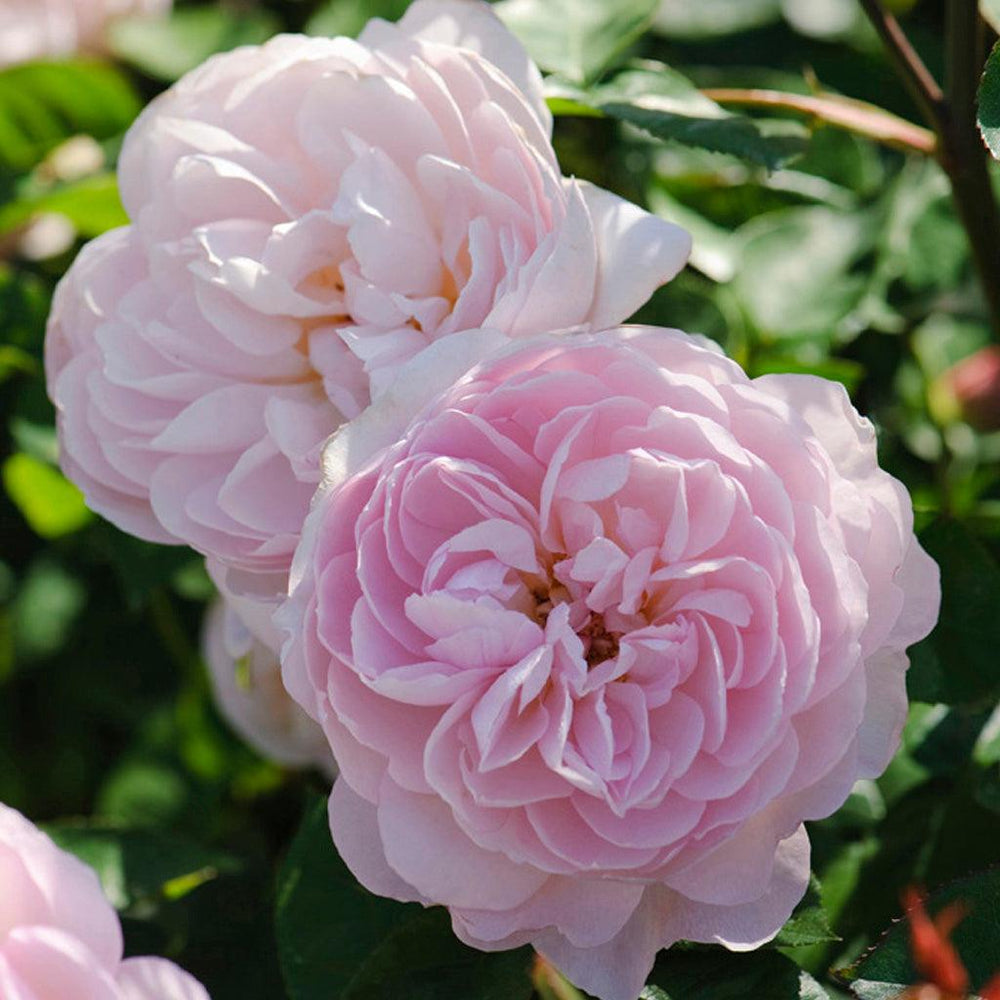 David Austin Roses - Sheridan Nurseries