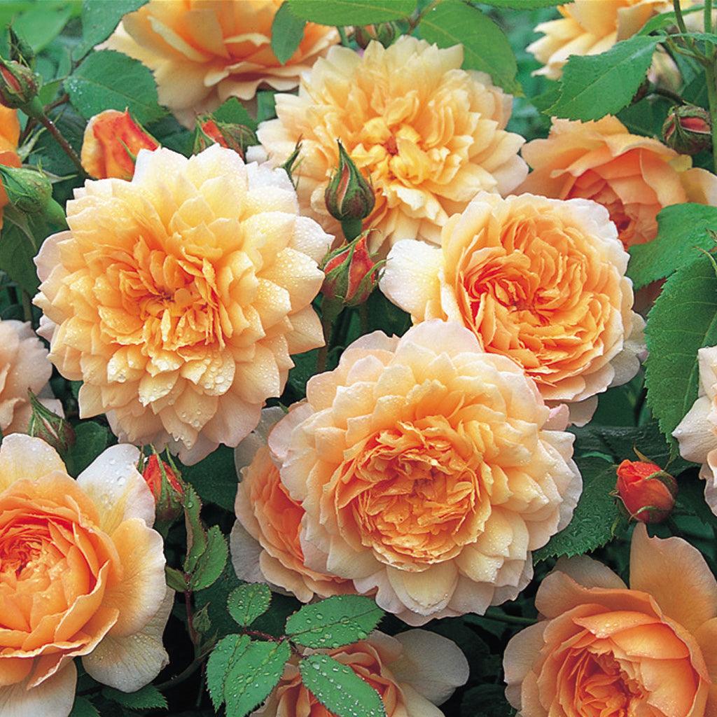 Lovely pure apricot flowers – darker in the middle, paler towards the edges. They form perfect rosettes with reflexed outer petals and a warm Tea scent. A branching shrub; its growth is broad and arching. Named to celebrate the defining characteristic of the English Roses.
