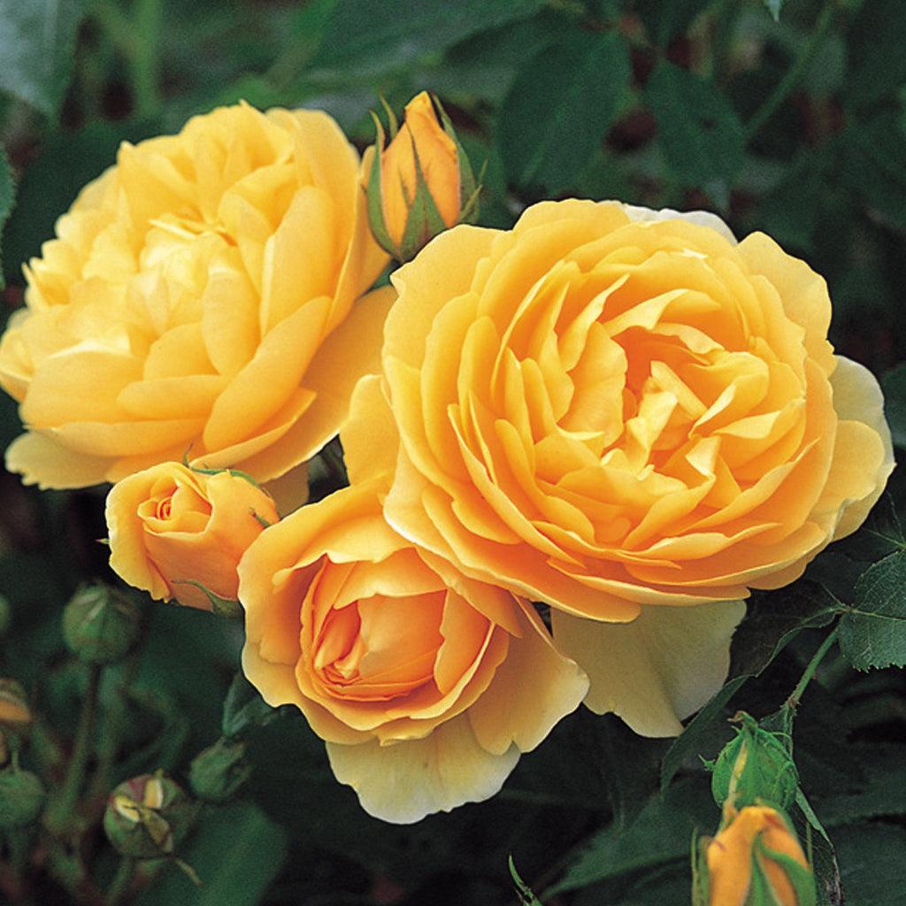 A vigorous, upright climber bearing cupped blooms in an unusually rich shade of yellow. There is a light Tea fragrance with hints of violets. It is clothed in attractive, smooth green foliage.