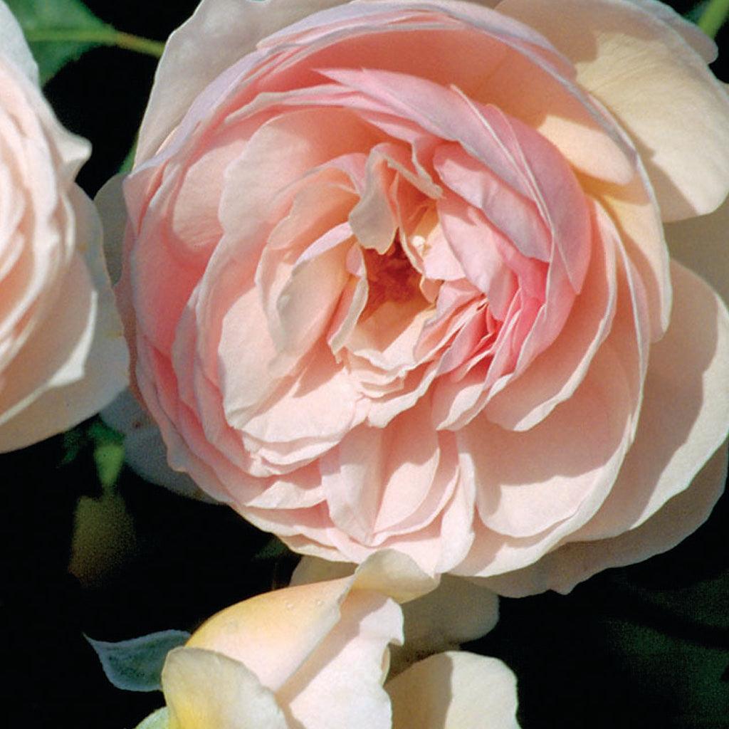 Bears soft pink, cupped blooms of delicate, shell-like beauty. They have a wonderful myrrh scent with overtones of fruit, honey and carnation. It forms a well-rounded shrub with bushy growth.