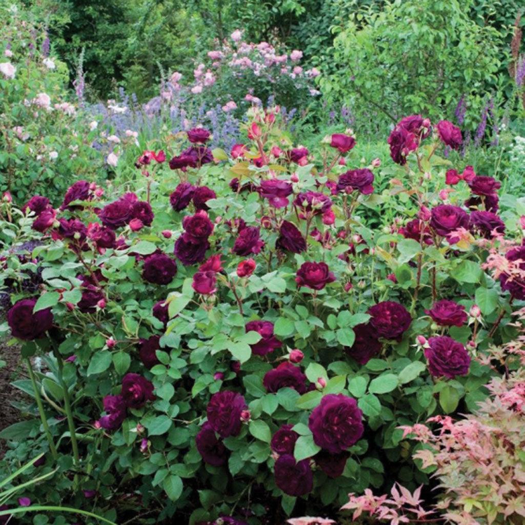 Bears very deep, velvety crimson blooms, with lighter colored outer petals. They are deeply cupped at first, becoming shallowly cupped with time. There is a strong Old Rose fragrance with fruity notes of blackberry, blueberry and damson notes. The bushy, spreading growth forms a broad shrub; the young red-bronze leaves later turn mid-green.