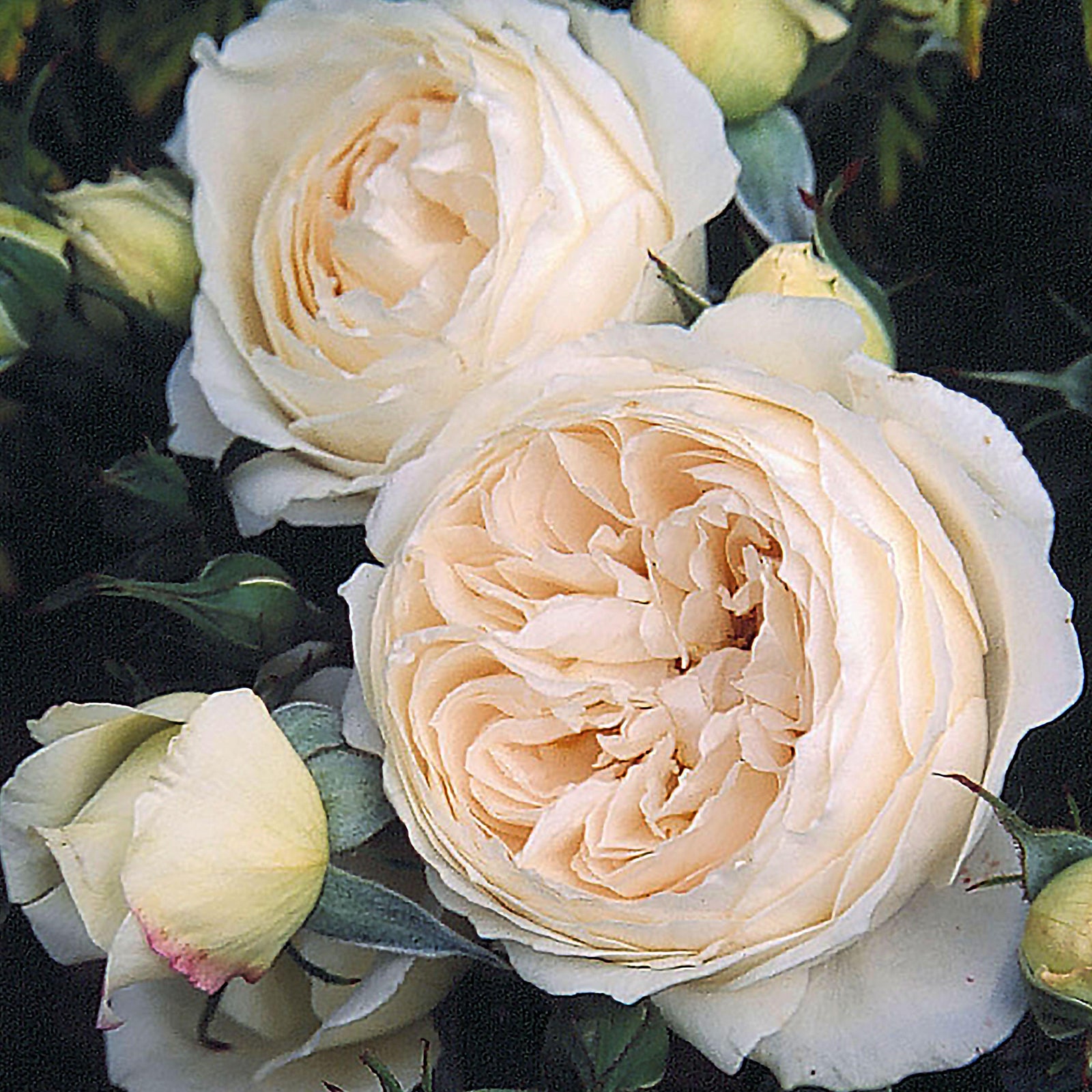 This sport of ‘Heritage’ has beautiful fragrant white flowers with a hint of . Strong bushy growth habit, repeat bloomer.
