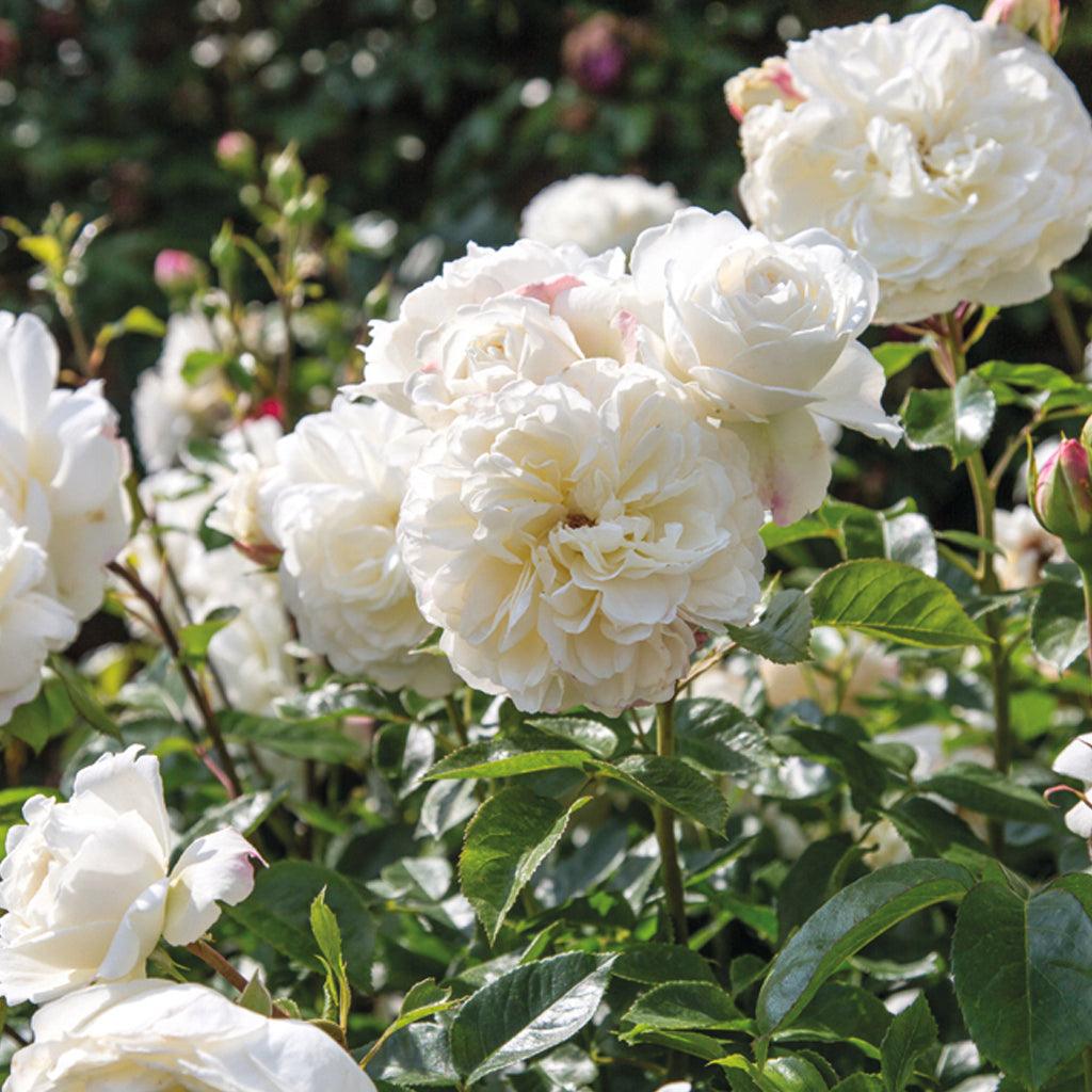 Beautifully rounded flowers, with neatly placed petals making up perfect rosettes. The buds are lightly tinged with yellow but as the flowers open they become pure white. A vigorous shrub; its growth is bushy and upright, clothed in light green foliage, curving outwards in a most attractive manner. With its pure white flowers, this rose lives up to its name.