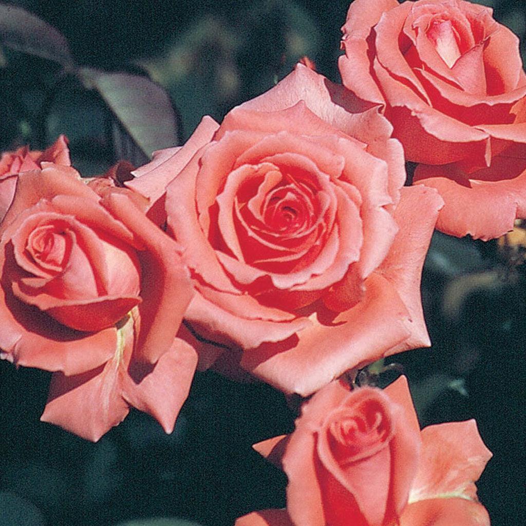 The large, full flowers create a striking contrast against the clean, dark foliage, making them truly stand out. With its vigorous climbing habit, the America Climbing Rose is perfect for adorning trellises, fences, or walls, adding a touch of elegance to any vertical space. This resilient rose thrives in various climates and soil conditions, ensuring its longevity and ability to withstand different weather conditions. 