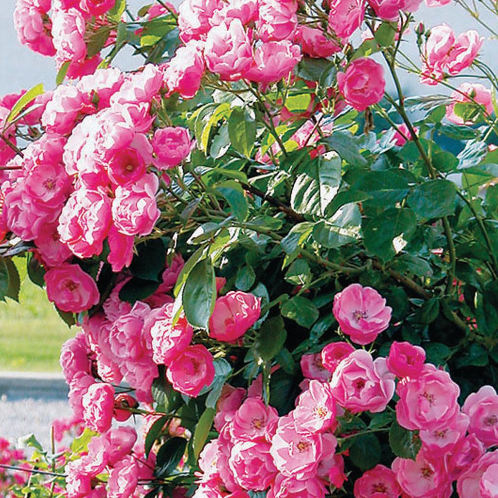 Large Climbing Roses Climbing Roses - Sheridan Nurseries