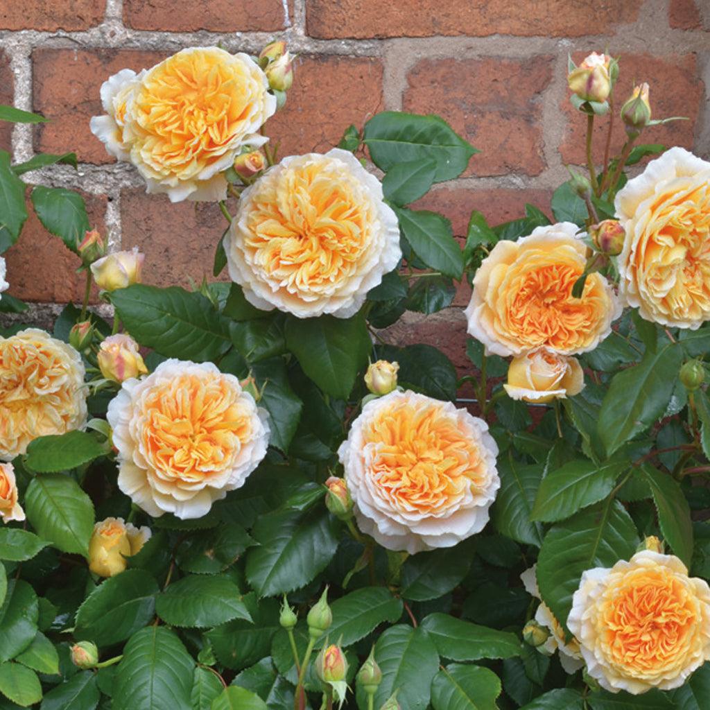 A vigorous climber, bearing quite large, many petalled, neat rosette flowers in a lovely shade of apricot-orange. They have a medium-strong Tea fragrance and are produced with exceptional freedom and regularity. There is plentiful, glossy foliage.