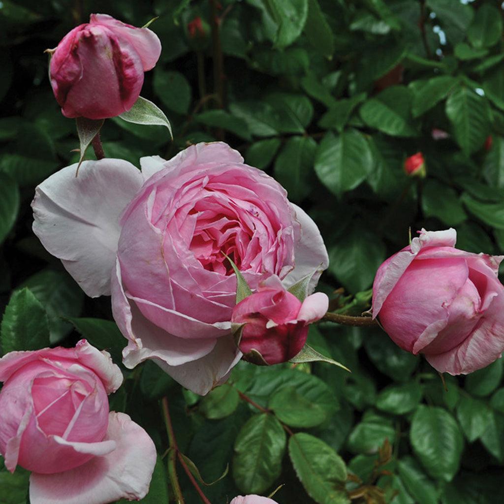 Elevate your garden with the timeless beauty of the Kiss Me Kate Climbing Rose. This variety features stunning medium pink blooms in the classic bud shape. It is a vigorous climber that creates a stunning displays, while the foliage is a striking dark green and disease resistant.