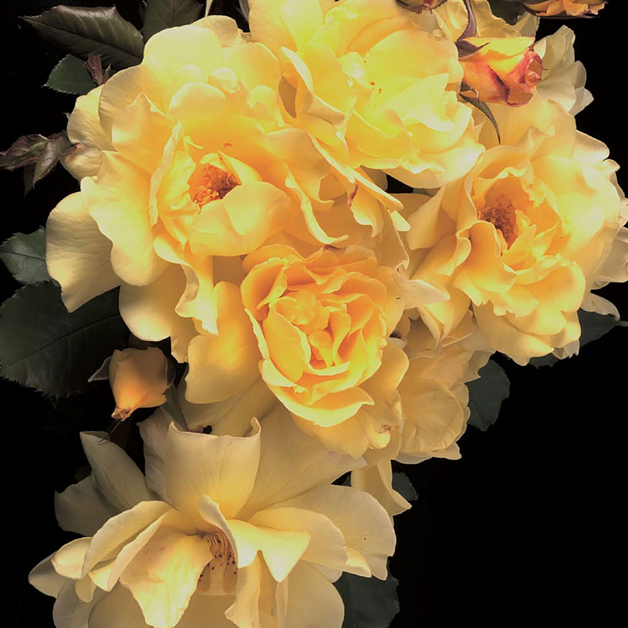 Unleash the vibrant beauty and captivating fragrance of the Lemon Meringue Climbing Rose - a stunning yellow variety that will transform your garden into a haven of color and scent. This climber delights with its prolific blooms, offering a continuous display of beauty from the very first season. 
