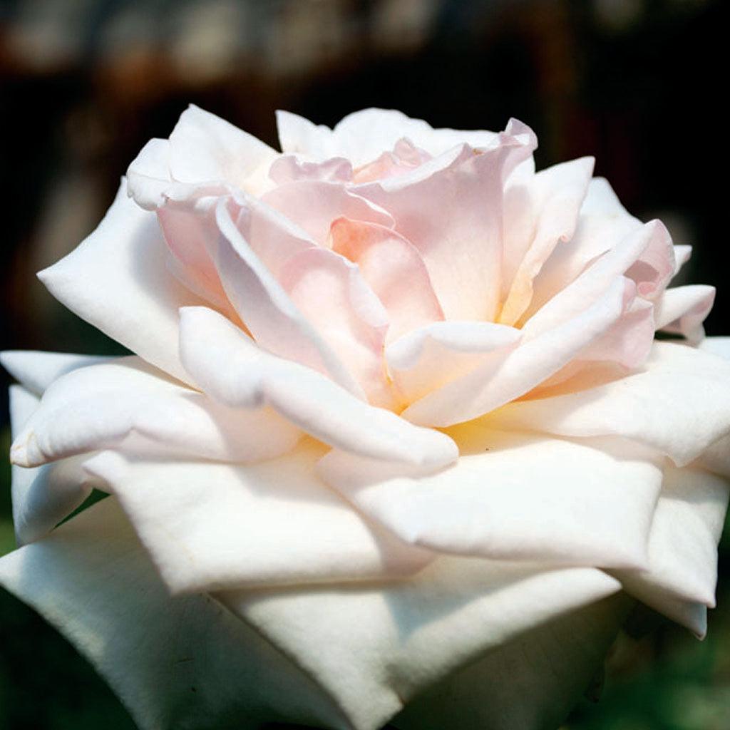 A long lasting and weather resistant variety, this rose is beautifully delicate yet vigorous and strong. With silvery-white blooms, this rose effortless complements any existing garden foliage while also being a stunning cut flower.&amp;nbsp;