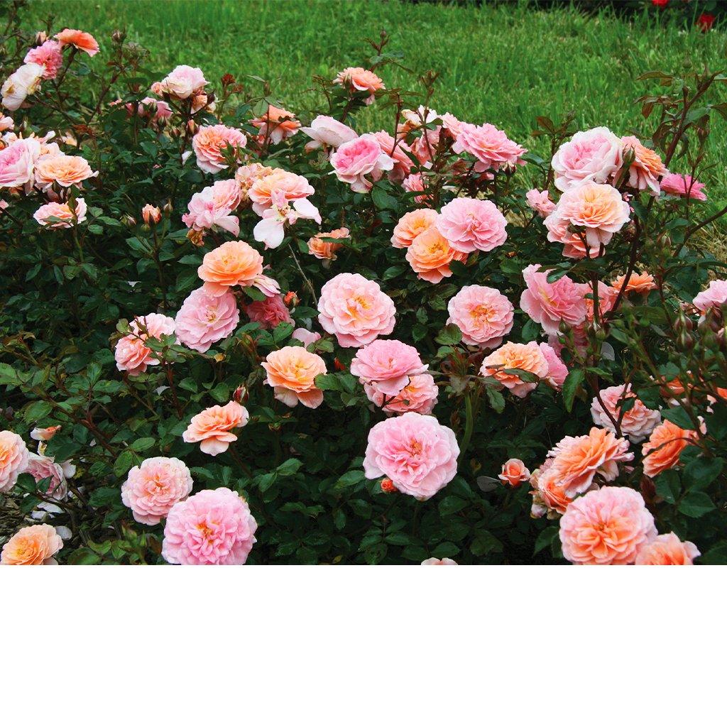 Apricot Drift® Rose # 2 DR Cont