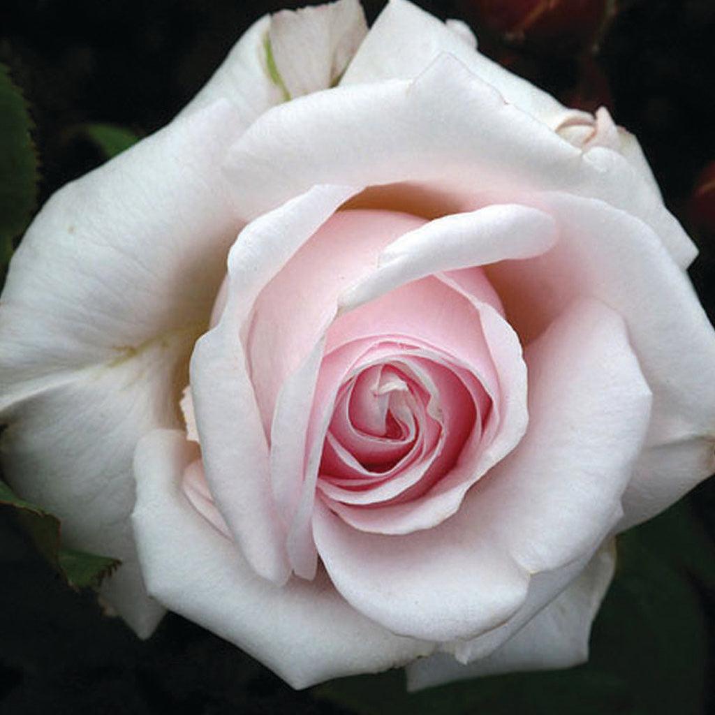 Anniversary Blush Floribunda Rose