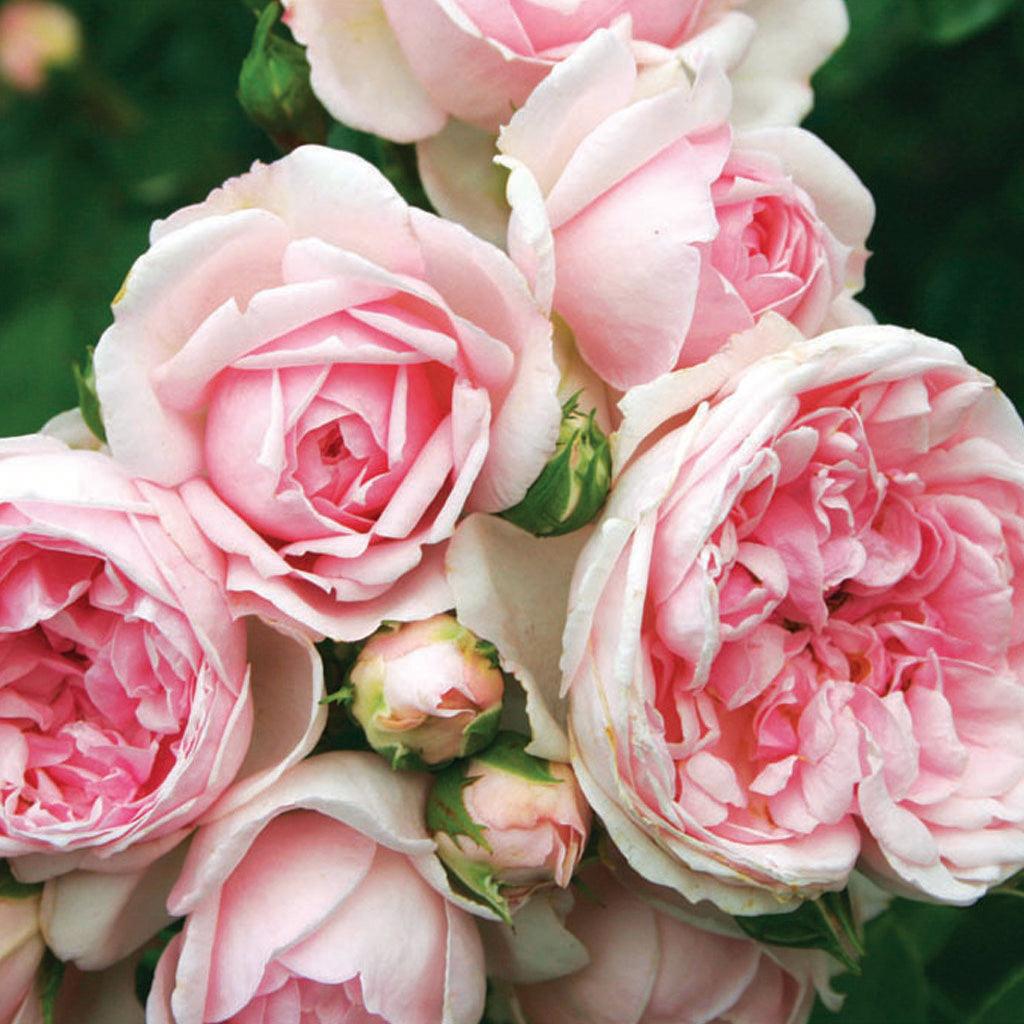 Aberdeen Roses All Roses - Sheridan Nurseries
