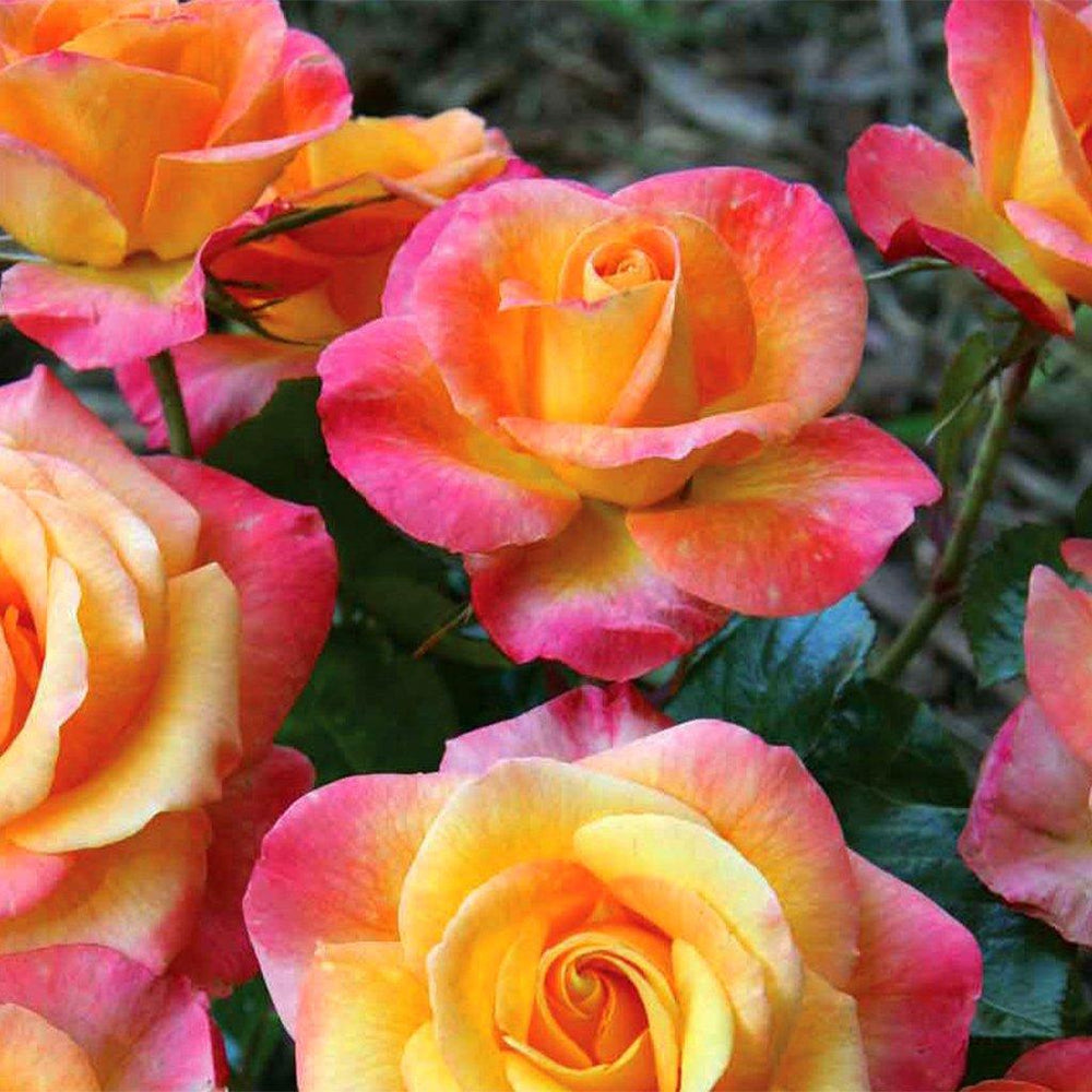 Floribuna Roses Floribunda Roses - Sheridan Nurseries Online