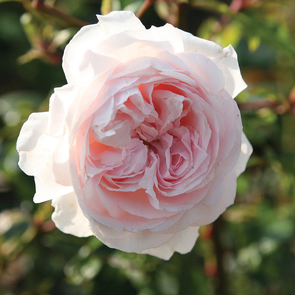 First Crush™ Parfuma® Floribunda Rose - Light Pink