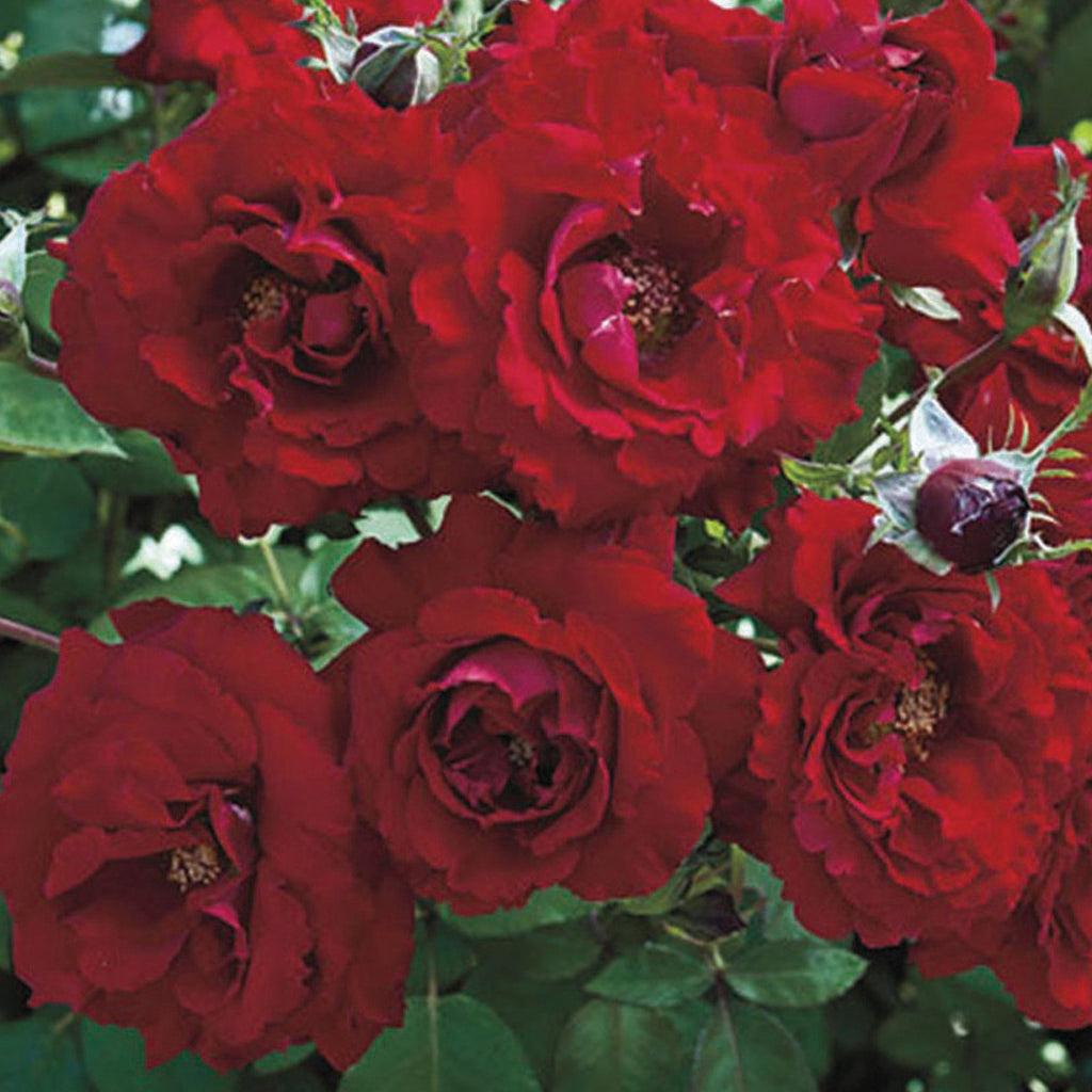 Introducing the Oh, My Floribunda Rose, a true delight for North American gardens. This rose showcases a captivating shade of red that is deep, velvety, and bright, capturing the hearts of rose enthusiasts. Its blooms are long-lasting, ensuring a continuous display of vibrant red throughout the season. 