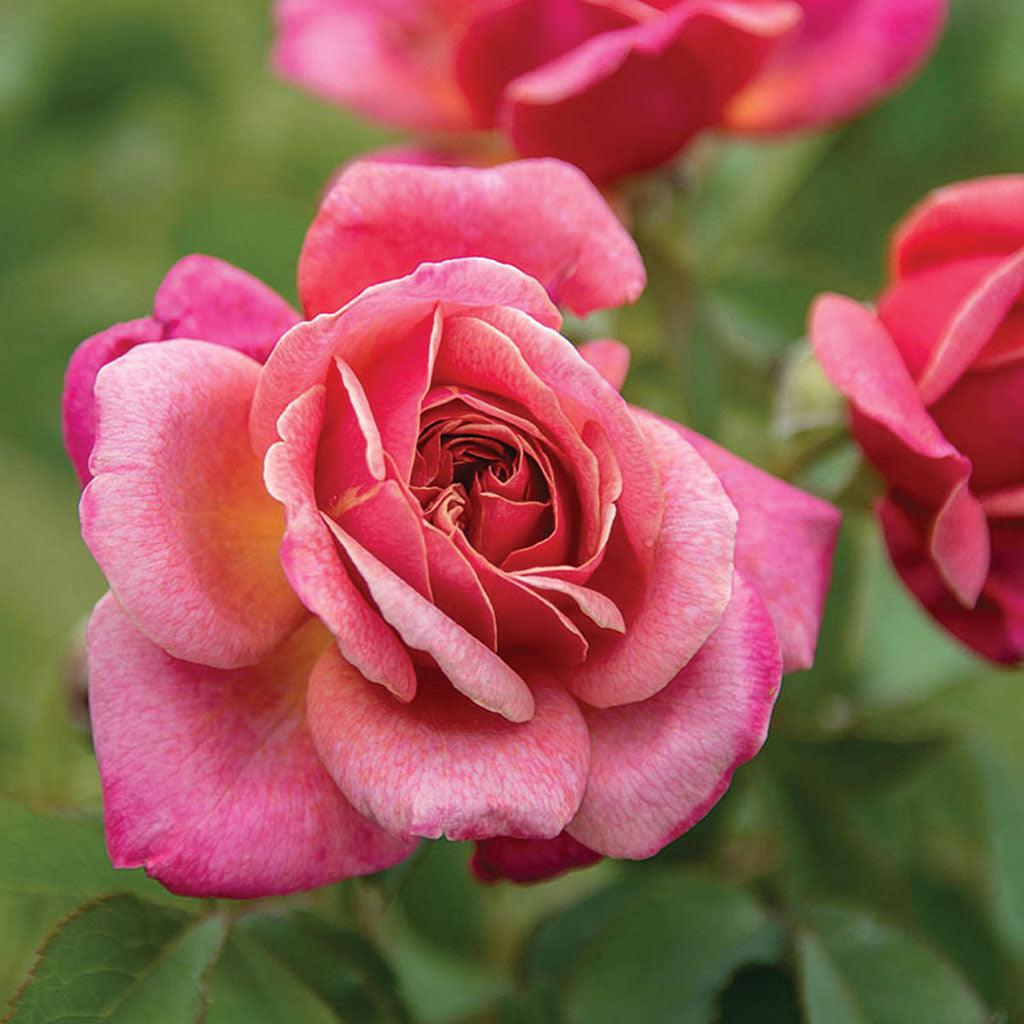 Queen Of Elegance™ Floribunda Rose - Deep Pink