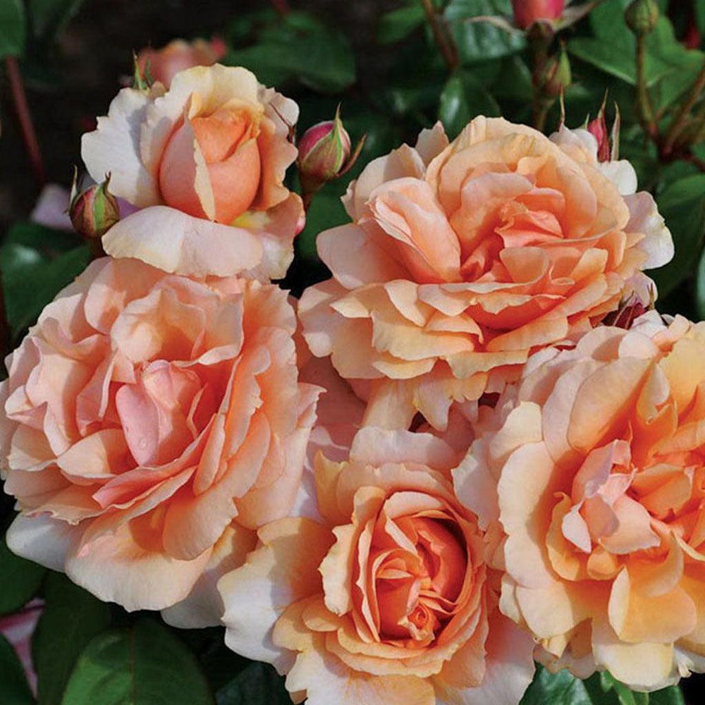 Floribuna Roses Floribunda Roses - Sheridan Nurseries