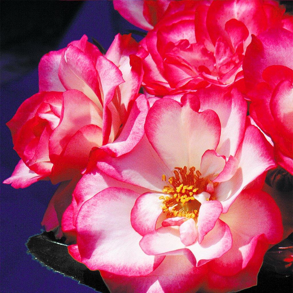 Tabris Floribunda Rose- Pink/White # 2 Container