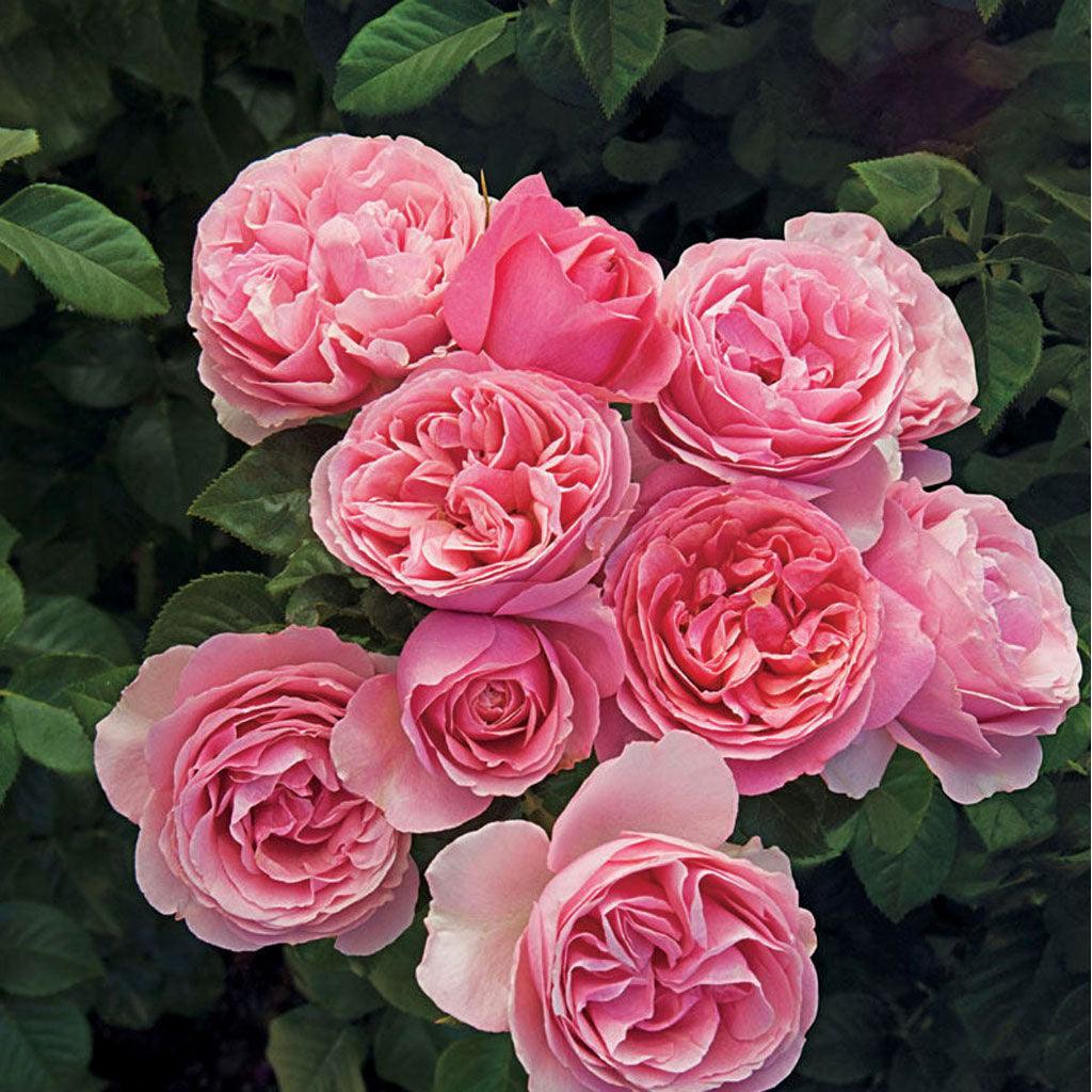 All Dressed Up™ Grandiflora Rose