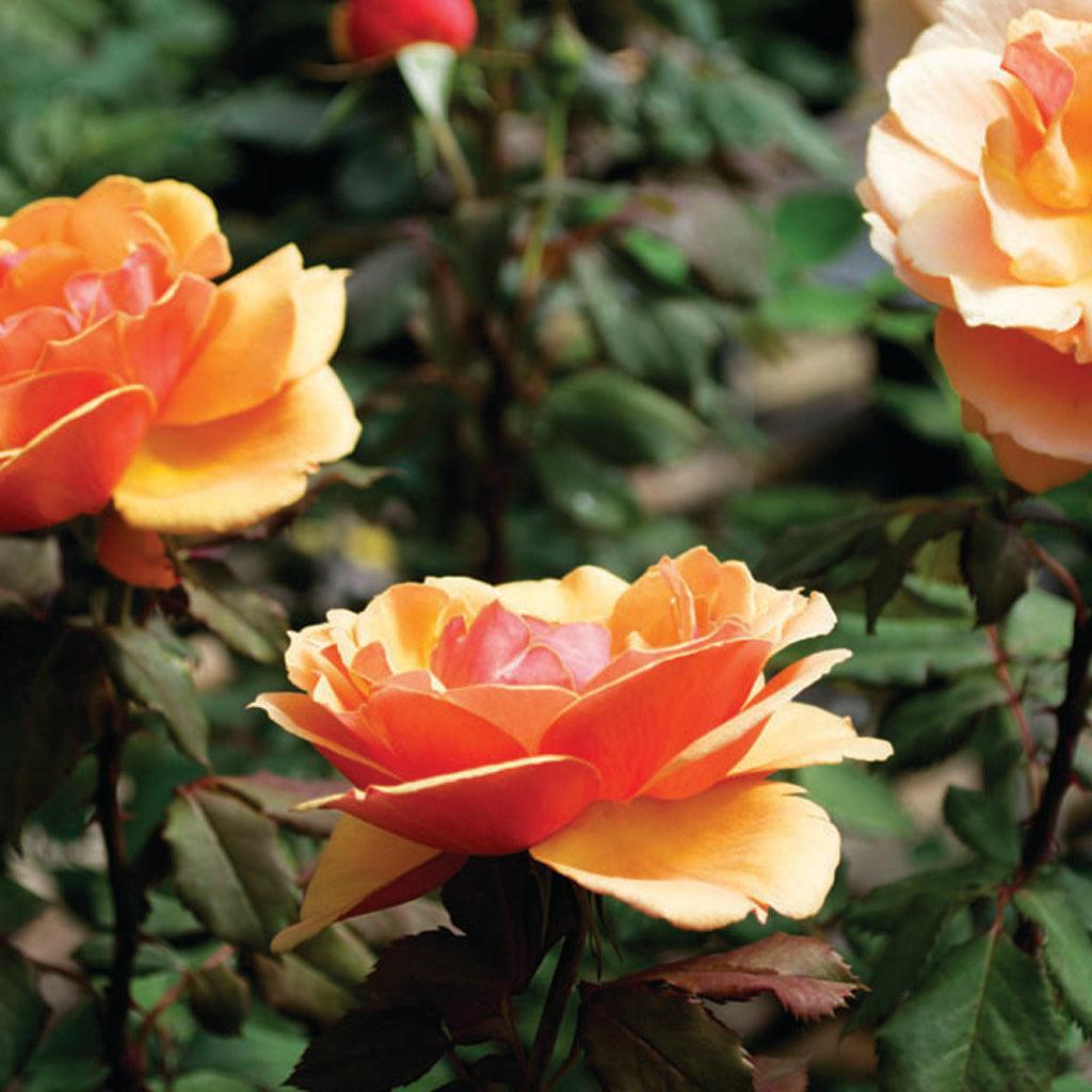 The About Face Grandiflora Rose is a stunning beauty that showcases a mesmerizing color transformation. Its petals boast a captivating combination of golden orange on the inside, while revealing a striking bronzy-red reverse. This delightful contrast creates a visually captivating display in any garden.