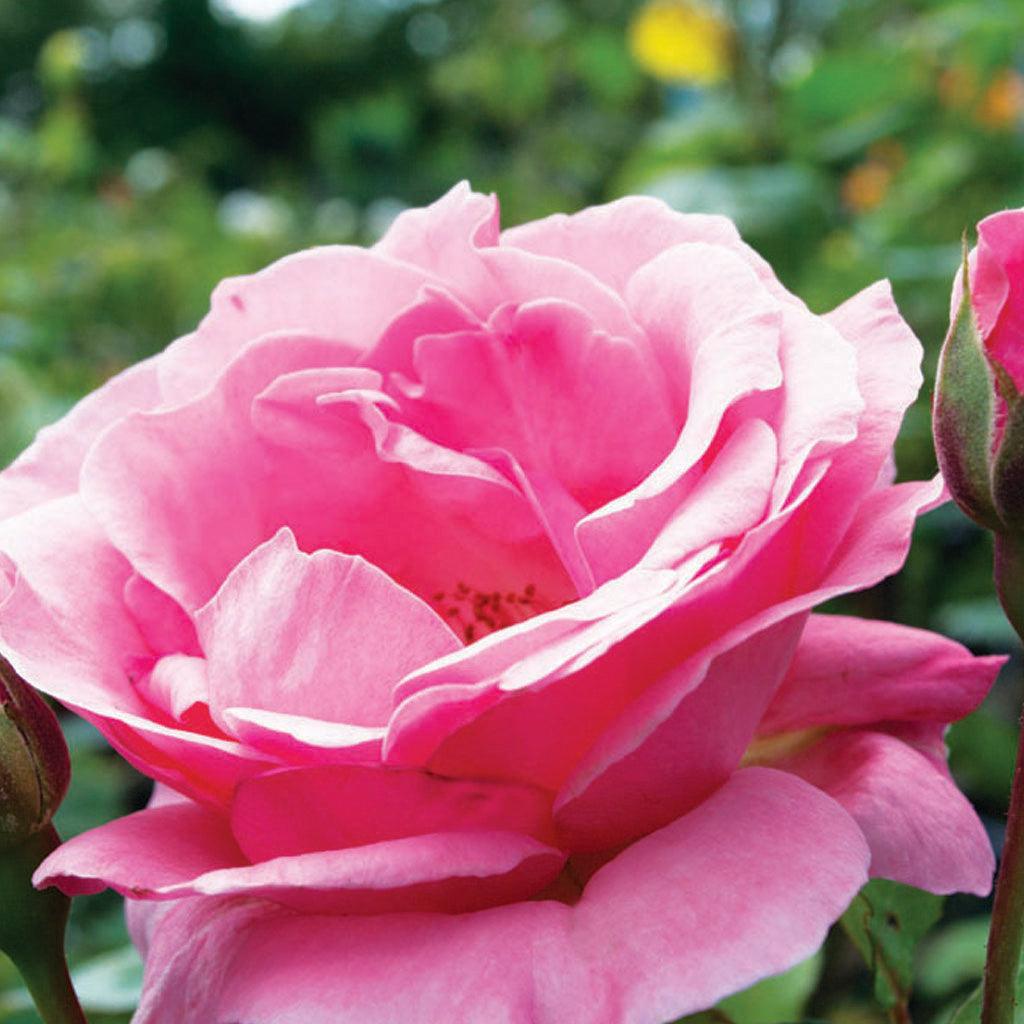 The Queen Elizabeth Grandiflora Rose reigns supreme in the garden with its majestic beauty and captivating fragrance. This regal rose boasts lightly Tea-scented blossoms that adorn long, graceful stems, forming clusters of fragrant blooms that last from dusk till dawn. 