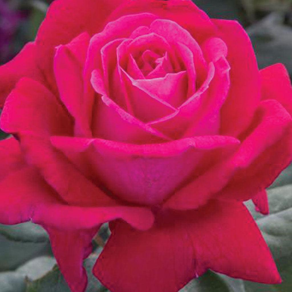 Sweet Spirit Grandiflora Rose - Red