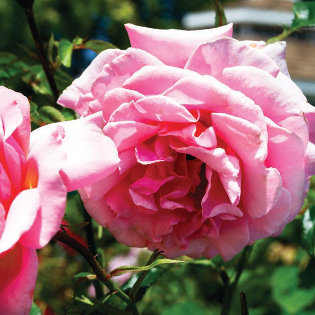 Grandiflora Roses - Sheridan Nurseries