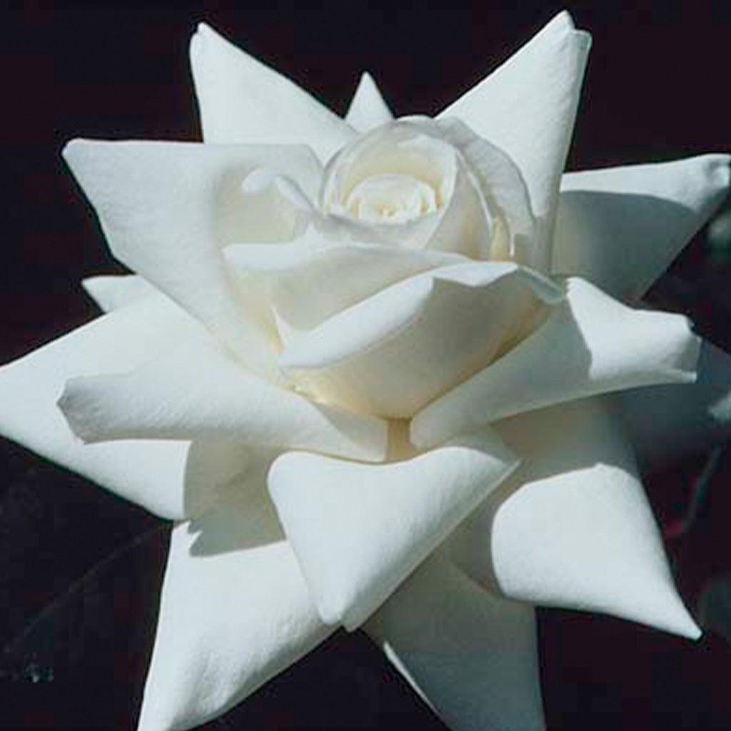 Canadian White Star Hybrid Tea Rose