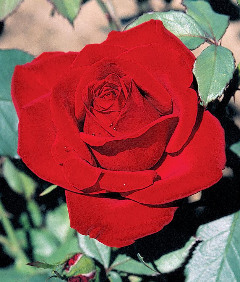 Olympiad Hybrid Tea Rose