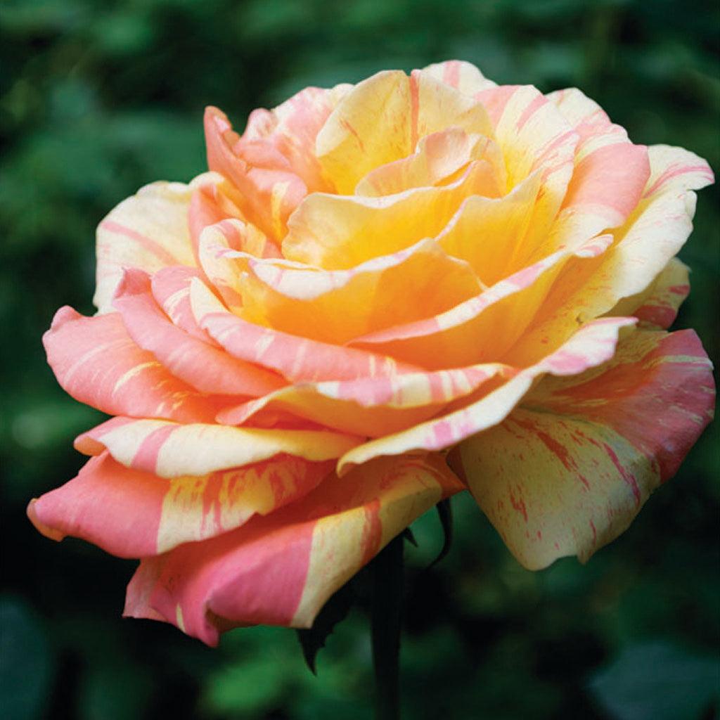 Hybrid Rainbow Roses Hybrid Tea Roses - Sheridan Nurseries