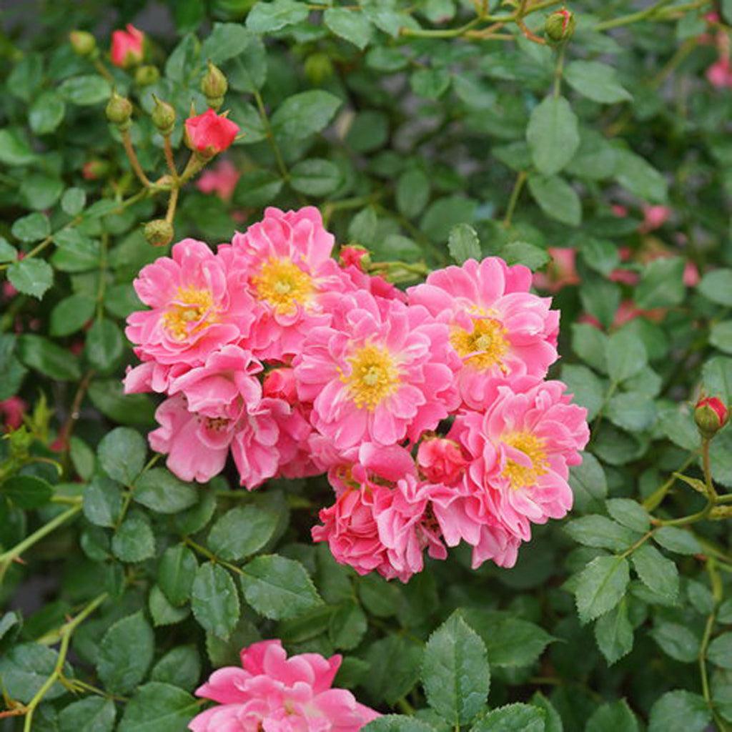 Oso Easy® Double Pink Rose PW®