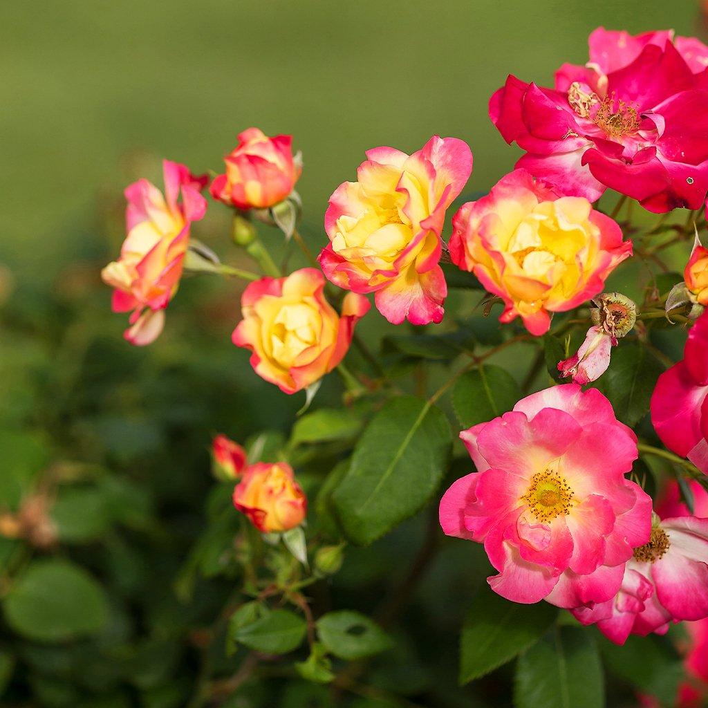 Compact Hardy Roses Hardy Roses - Sheridan Nurseries