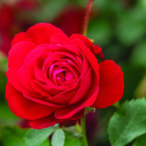 Canadian Shield 49th Parallel Collection Rose - Sheridan Nurseries