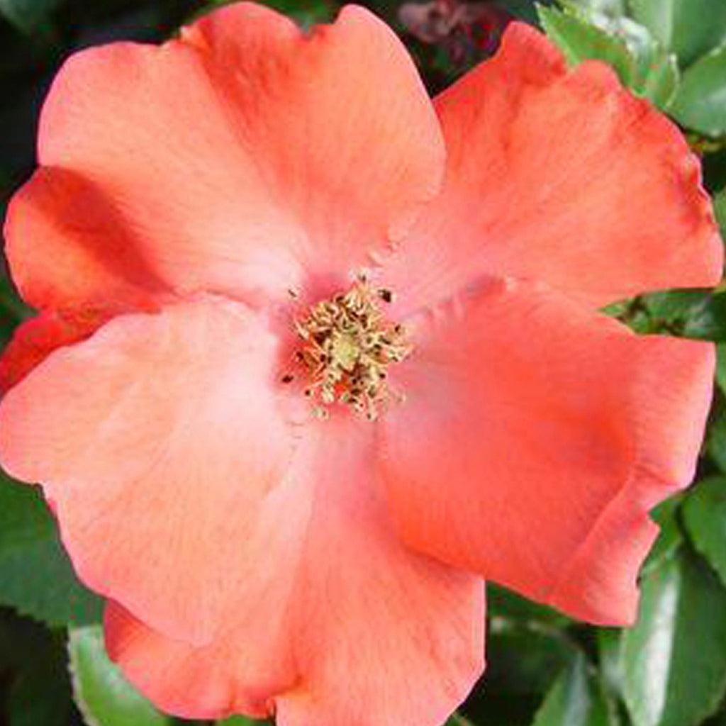 Flower Carpet® Coral Shrub Rose