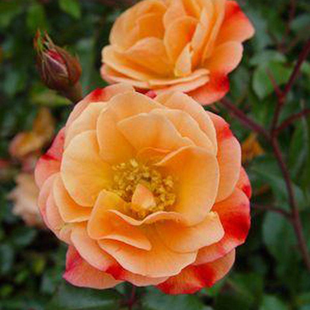 Flower Carpet® Amber Shrub Rose