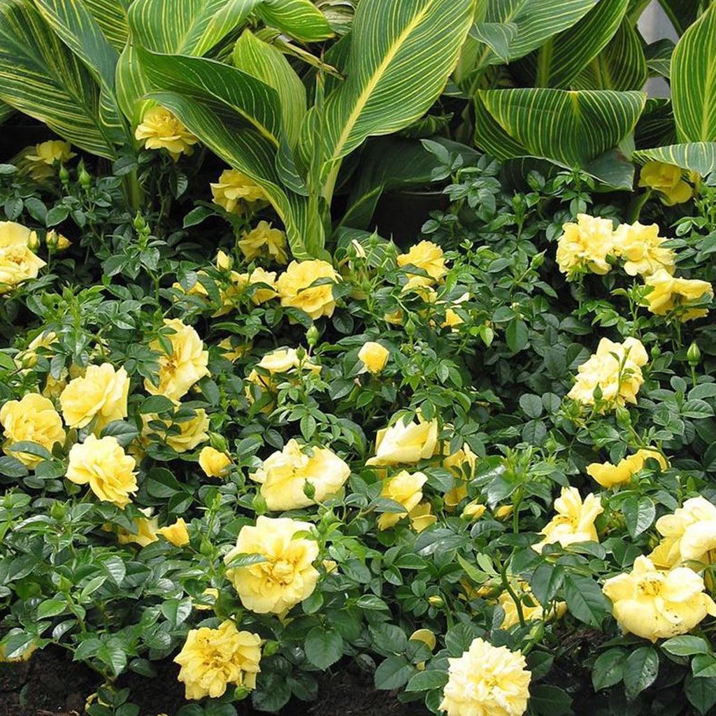 Flower Carpet® Yellow Shrub Rose