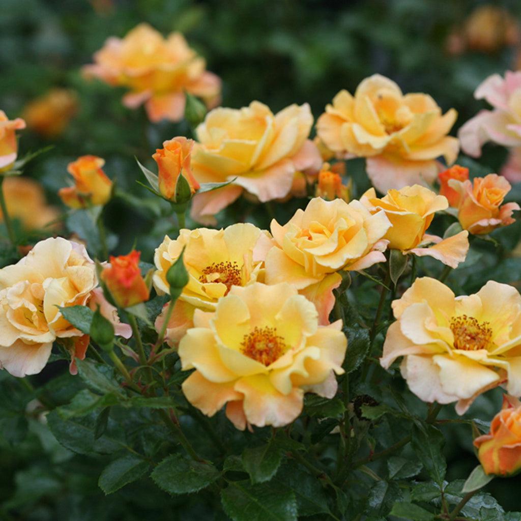 Sunorita® Shrub Rose PW®