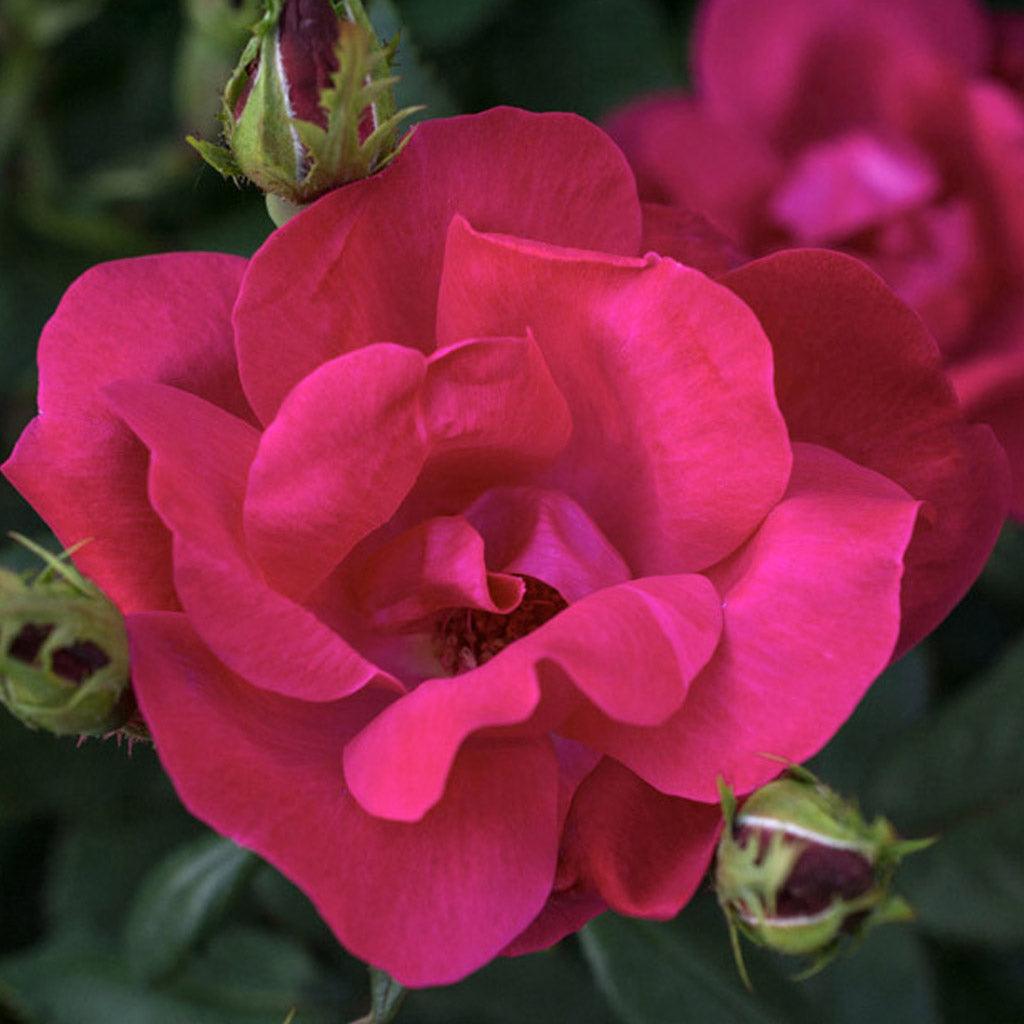 Knock Out® Shrub Rose