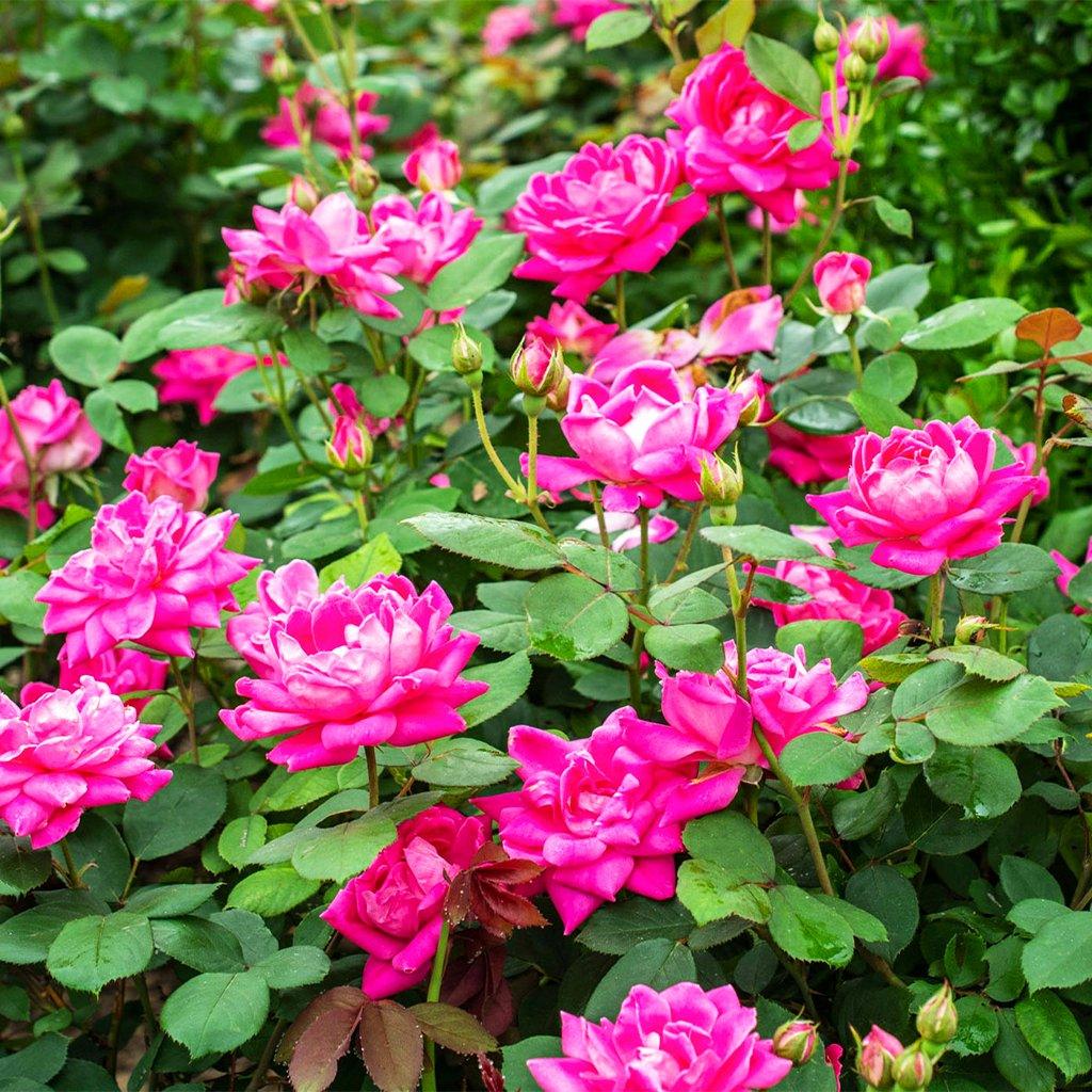 Pink Double Knock Out® Shrub Rose # 2 KO Cont - Sheridan Nurseries Online