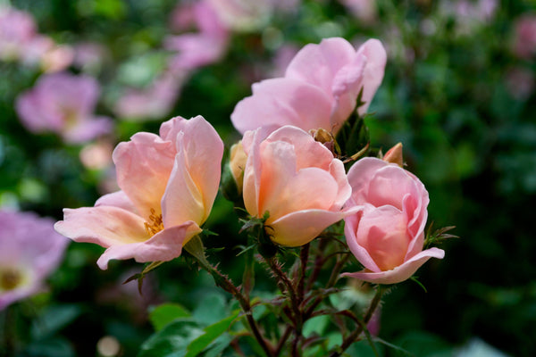 Shop Roses Collections - Sheridan Nurseries Online