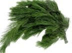 Long Needle Pine Bough