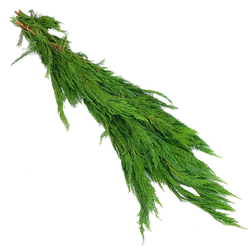 Whether you're enhancing your home décor or preparing for a special event, Leyland Cypress Boughs add a touch of natural beauty and freshness to your space. Embrace their natural elegance and let your creativity flourish as you design stunning arrangements that capture the essence of the outdoors.