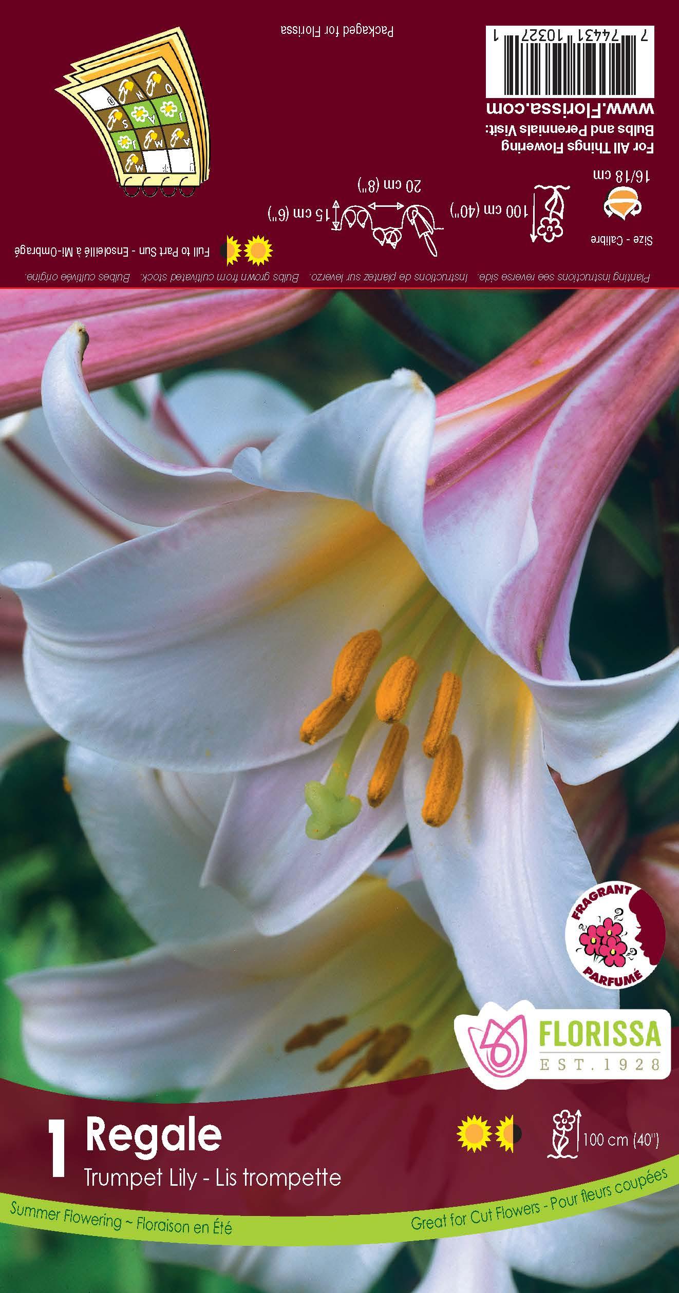 Trumpet Lily Regale 1/PK