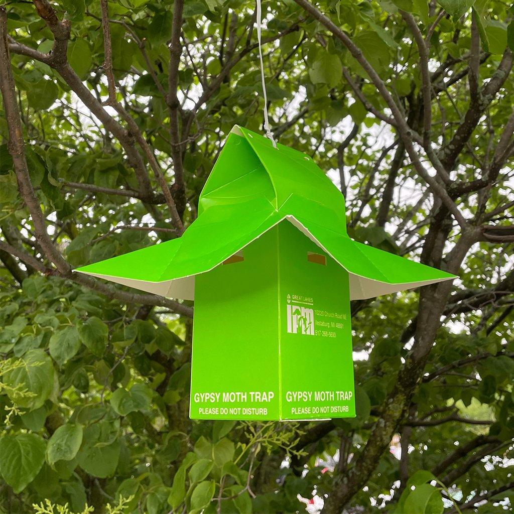 Gypsy Moth Kit Trap and One Lure Sheridan Nurseries Online
