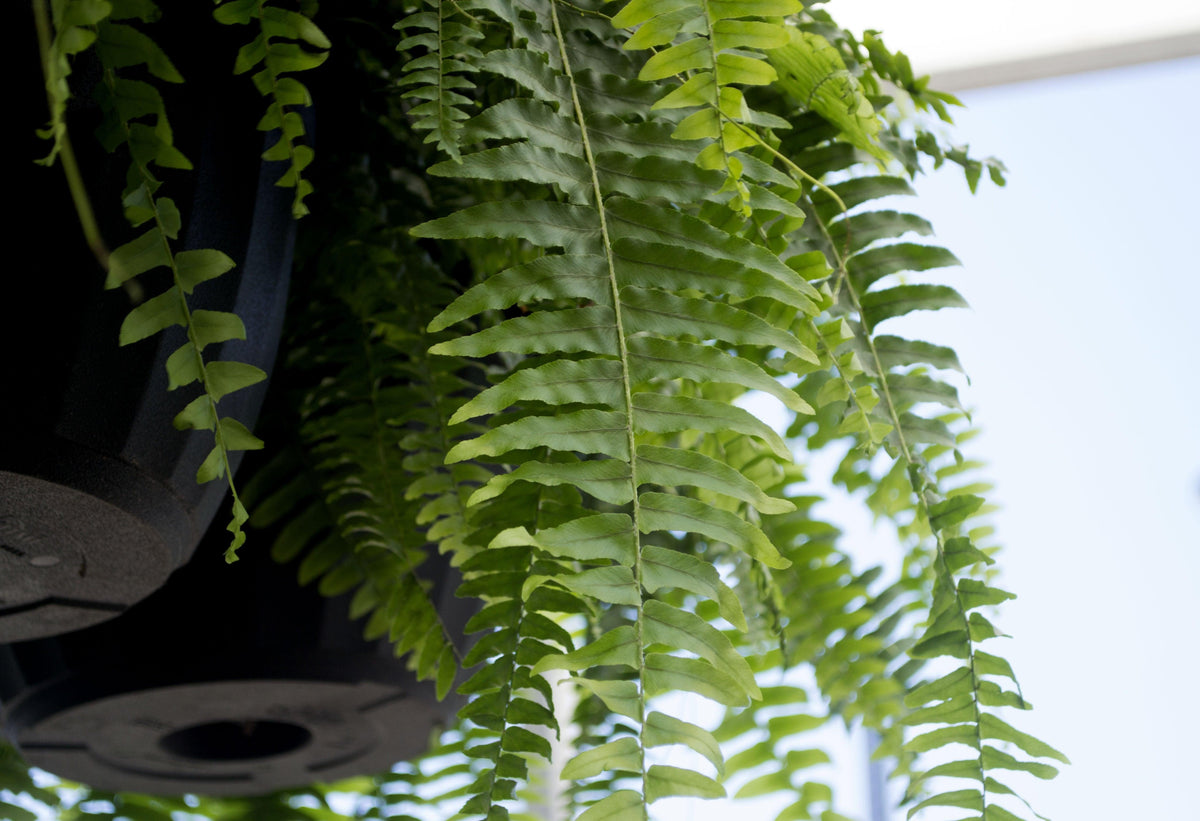 Boston Fern Hanging Basket Sheridan Nurseries Online